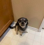 Un Silky Tzu au pelage tricolore, assis sur surface carreler et montrant ses crocs