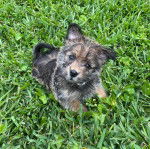 Un Silky Tzu au pelage tricolore,  assis sur une surface herbacée et regardant la caméra