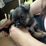 Un Silky Tzu au pelage tricolore, assis sur les cuisses d'une femme qui lui caresse les poils