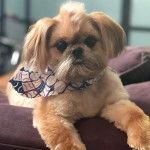 Gros plan d'un Silky Tzu allongé sur l'accoudoire d'un canapé et portant un foulard