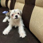 Un Silky Tzu au pelage bicolore, allongé sur un canapé et regardant la caméra