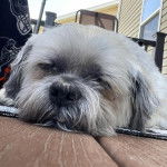 Photo montrant un Silky Tzu au pelage bicolore, allongé sur un tapis et semblant dormir