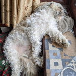 Un Silky Tzu au pelage bicolore, allongé dans une pièce et semblant dormir