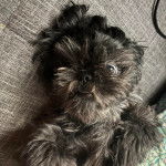 Un Silky Tzu au pelage bicolore, regardant la caméra et ayant la gueule légèrement ouverte