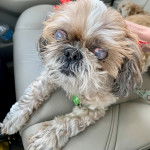 Un Silky Tzu au pelage tricolore, allongé sur le siège d'une voiture 