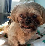 Un Silky Tzu au pelage tricolore, assis et ayant la gueule légèrement ouverte