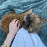 Un Silky Tzu au pelage tricolore, allongé sur une couverture et se faisant caresser les poils 