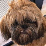 Un Silky Tzu au pelage bicolore, dans une cage et montrant légèrement ses crocs