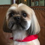 Un Silky Tzu au pelage tricolore, portant un foulard au cou et regardant la caméra