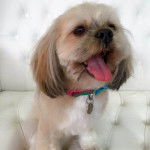 Un Silky Tzu assis dans un canapé, portant un collier au cou et tirant la langue