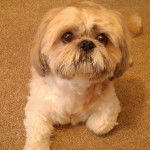 Un Silky Tzu au pelage tricolore, allongé sur un tapis orange et regardant la caméra