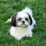 Un Silky Tzu au pelage tricolore, allongé sur une surface herbacée et regardant la caméra