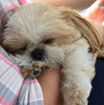 Un Silky Tzu au pelage bicolore, allongé dans les bras d'une personne et semblant dormir