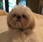 Un Silky Tzu au pelage bicolore, allongé sur un lit et regardant la caméra