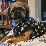 Un Silky Tzu au pelage bicolore, allongé sur une couverture, portant un habit et un collier autour du cou