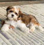 Un Silky Tzu au pelage bicolore, allongé sur tapis et regardant la caméra