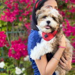 Gros plan d'un Silky Tzu au pelage bicolore, tenu dans les bras d'une femme et portant un foulard 