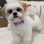 Un Silky Tzu au pelage tricolore, debout sur un lit et portant un noeud au cou