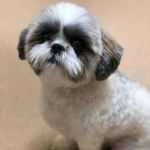 Un Silky Tzu au pelage bicolore, assis et regardant la caméra