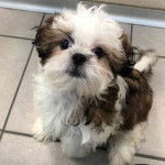 Un Silky Tzu au pelage tricolore, assis sur un sol carreler et regardant la caméra