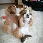 Un Silky Tzu au pelage tricolore, debout sur un tapis blanc et regardant la caméra