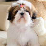 Gros plan d'un Silky Tzu au pelage tricolore, assis contre une peluche dans un canapé