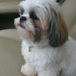 Un Silky Tzu au pelage ticolore, assis sur le siège d'une voiture et portant un collier au cou