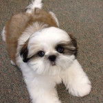 Un Silky Tzu au pelage bicolore, allongé sur une surface bitumée et regardant vers la caméra 