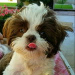 Un Silky Tzu au pelage bicolore, regardant la caméra et voulant se lécher la truffe