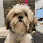 Un Silky Tzu au pelage tricolore, faisant face à la caméra