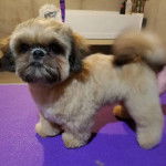 Un Silky Tzu au pelage tricolore, debout sur une table et qui est tenu en laisse