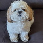 Un Silky Tzu au pelage bicolore, assis dans un canapé et regardant la caméra