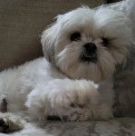 Un Silky Tzu au pelage blanc, allongé sur des coussins et regardant la caméra