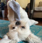 Un Silky Tzu au pelage bicolore, allongé sur un tapis et jouant avec une chaussette