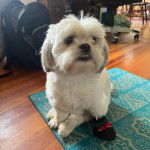 Un Silky Tzu au pelage bicolore, assis sur un tapis et tirant légèrement la langue