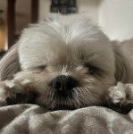 Un Silky Tzu au pelage bicolore, semblant dormir sur une couverture de couleur blanche