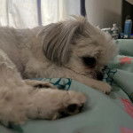 Profil d'un Silky Tzu au pelage bicolore, allongé sur un drap 