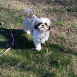 Un Silky Tzu au pelage bicolore; debout sur un terrain herbeux et qui est tenu en laisse