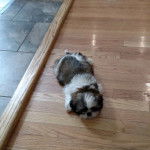 Un Silky Tzu au pelage bicolore, allongé sur un plancher en bois et semblant épuiser