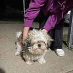 Un Silky Tzu au pelage tricolore, se faisant caresser les poils par une personne 