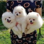 Trois Silky Tzu au pelage blanc, tenu dans les mains d'une personne