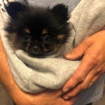 Un Silky Tzu au pelage bicolore noir et fauve, tenu dans les mains d'une personne