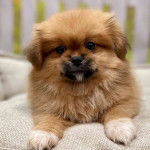 Un Silky Tzu au pelage bicolore, allongé sur une couverture  et regardant la caméra