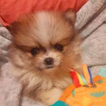 Un Silky Tzu au pelage bicolore, allongé sur une couverture