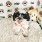 Un Silky Tzu au pelage tricolore, assis sur une touffe de poils et tirant la langue 