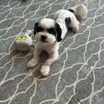 Un Silky au pelage bicolore, allongé sur un tapis et regardant la caméra