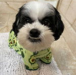 Un Silky Tzu au pelage bicolore, assis sur un tapis blanc et portant un habit