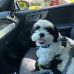 Un Silky Tzu au pelage bicolore, assis sur le siège d'une voiture et portant un harnais 