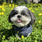 Un Silky Tzu au pelage bicolore, assis dans un jardin et portant un habit
