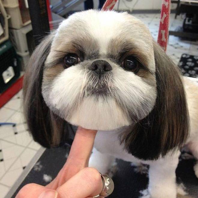 Un Silky Tzu au pelage bicolore, ayant les oreilles tombantes et le menton tenu par le doigt d'une personne